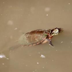 Painted Turtle 